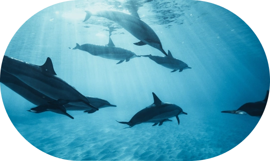 delfines bajo el mar